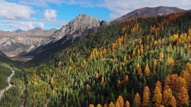 Aerial view of Cervieres Valley in the Briancon region, Hautes-Alpes. Autumn larch trees and alpine forest. French Alps, France