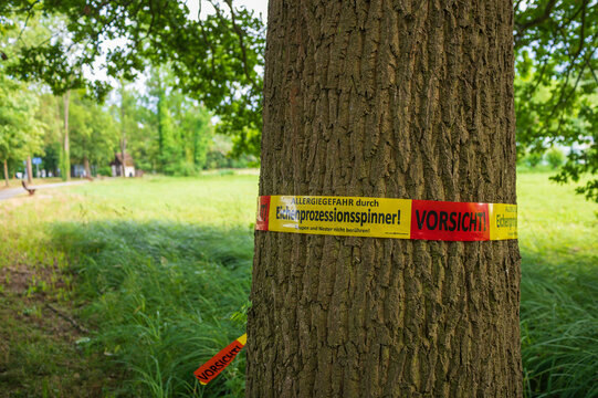 Ein Warnband am Stamm einer Eiche , warnt vor Eichenprozessionsspinner