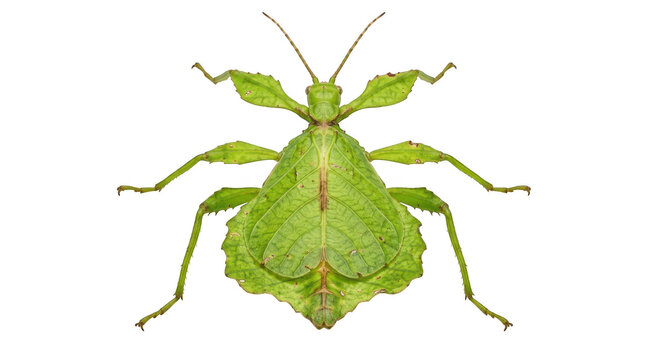 Leaf insect, phylliidae, camouflaged as a green leaf, isolated on transparent background