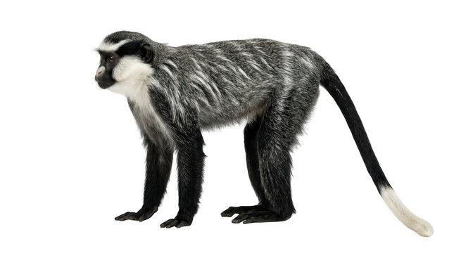 De brazzas monkey standing in profile, isolated on transparent background