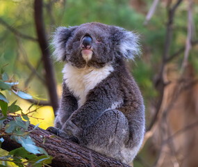 koala in a tree © Tim