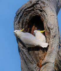 two white cockatoos in a tree hollow © Tim