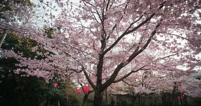 Cherry Blossom Trees In Full Bloom with Red Lanterns, Hiroshima, Japan