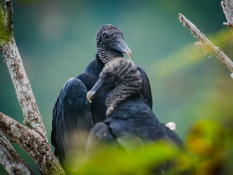 Black Vultures Perched on Tree Branches in the Ecuador Forest