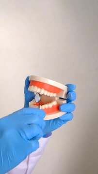 A dentist shows a model of a jaw. Selective focus.