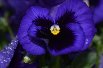 Purple Pansy