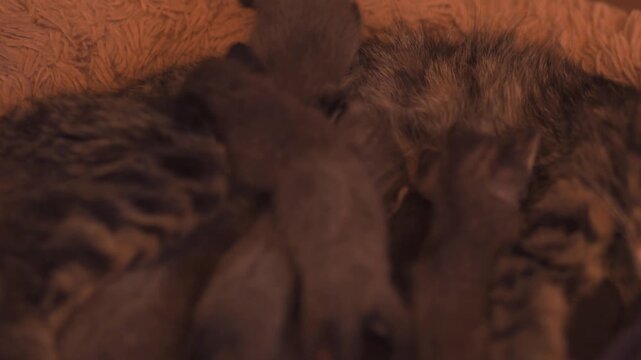 Newborn kittens feeding on their mother cat