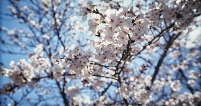 Slow Motion Low Angle Of Spring Cherry Blossom Branches Against Blue Sky In Hiroshima, Japan