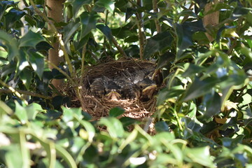 Baby Robins In A Nest © Muhammad