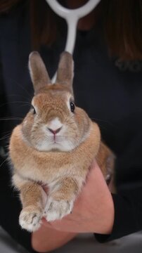 Veterinarian holding a cute brown rabbit
