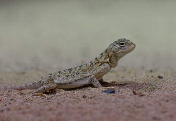Fototapeta premium lizard on the rock