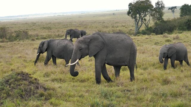 Majestic family herd of african bush elephants with a baby calf peacefully walking and grazing on grassy plains of kenyan savanna in maasai mara national reserve during a safari. Animals in wild