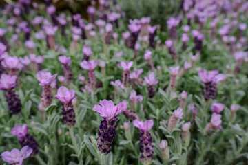 Obraz premium field of lavender, close-up, natural background. 