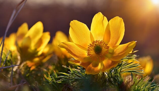 Spring Adonis Flowers Blooming Bright Yellow Wildflowers