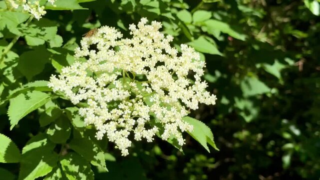 Elderberry Flower Cluster Blooming In Garden With Insect Pollinator 