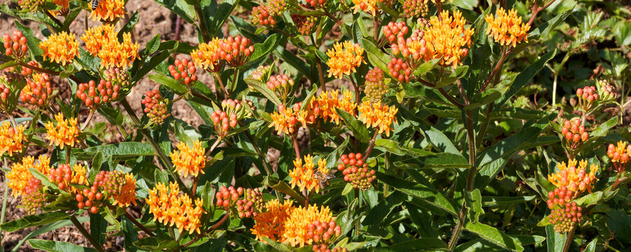 Asclepias tuberosa | Butterfly weed, bushy plant adorned with clusters of bright orange and yellow flowers in umbels atop upright stems bearing deep green lance-shaped and spiralled leaves
