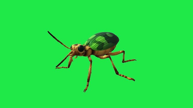 Realistic Brachininae Insects Green Screen Beetles, Scorpions and Mantis, Isolated Chroma Key Animation for VFX, Compositing, CGI and Motion Design