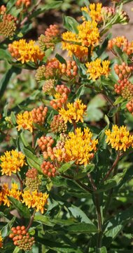 Asclepias tuberosa | Tuberous milkweed with magnificent flat umbels of flowers tinged with orange and yellow at the top of robust, upright purple stems with deep green lanceolate leaves
