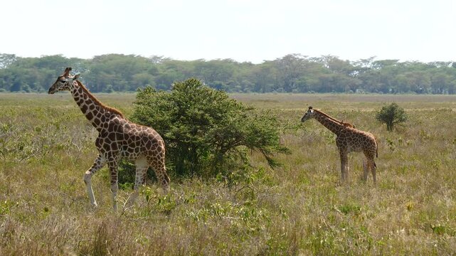 Adult giraffe and calf walking and eating from bush in vast sunny grasslands of african savanna. Animals showcasing wildlife in its natural habitat during a safari tour. Heat haze effect
