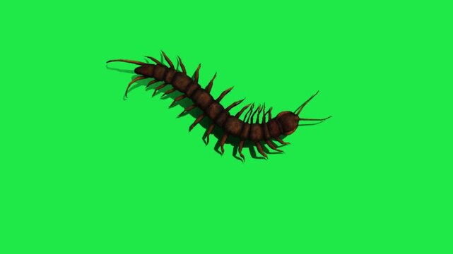 Realistic centipede Insects Green Screen Beetles, Scorpions and Mantis, Isolated Chroma Key Animation for VFX, Compositing, CGI and Motion Design