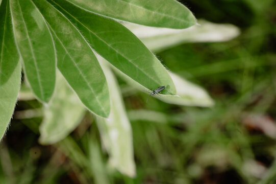 Slender beetle on a hairy lupin leaf with copy space