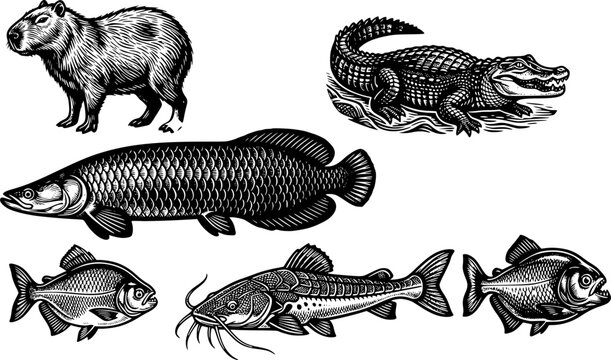 Amazon rainforest animals in vintage engraving style. Set of black and white vector illustrations with capybara, caiman, piranha and arapaima