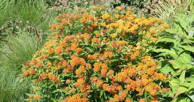 Butterfly weed plant or Asclepias tuberosa with star-shaped orange and yellow flowers, reddish buds on purple stems with dark green foliage visited by pollinating insects
