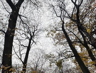 Fototapeta premium trees in the autumn