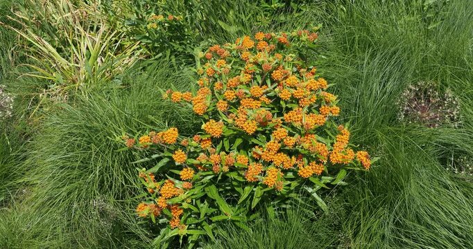  Asclepias tuberosa - Butterfly weed or Butterfly milkweed. Bushy plant with  lanceolate leaves  and clusters of orange-yellow flowers on upright stems witch pollen and nectar that attract pollinators