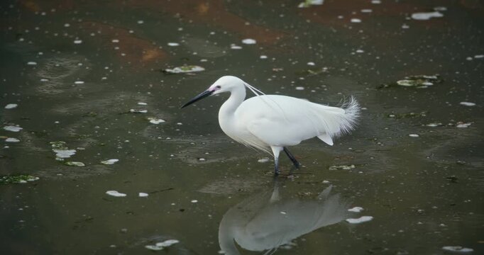 Little Egret Wading in Shallow Water In Hiroshima Japan - Closeup Angle