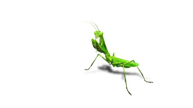 Realistic mantis Insects Green Screen Beetles, Scorpions and Mantis, Isolated Chroma Key Animation for VFX, Compositing, CGI and Motion Design