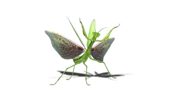 Realistic mantis Insects Green Screen Beetles, Scorpions and Mantis, Isolated Chroma Key Animation for VFX, Compositing, CGI and Motion Design