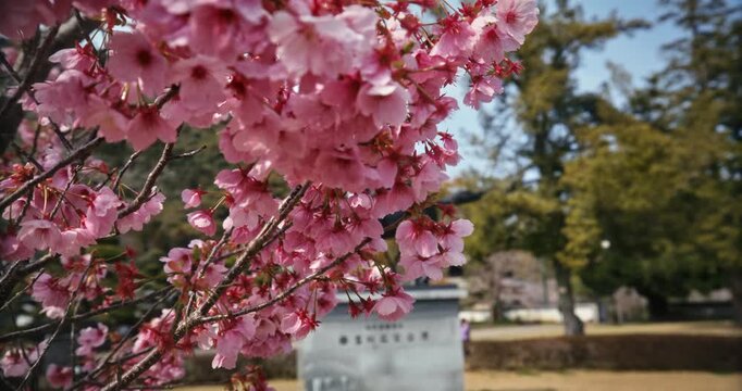 Bright Pink Cherry Blossoms in Full Bloom at Hiroshima Park In Japan - Steady Cam Shot