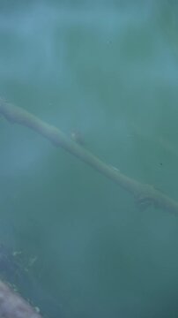 海の中に魚がいないか覗き見る