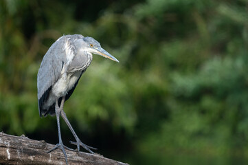 Fototapeta premium Watchful Grey Heron Standing on Log Against Green Natural Background
