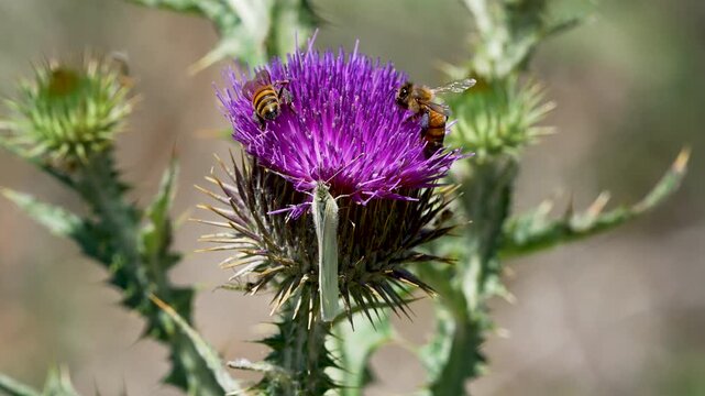 Close up of bees digging for pollen on a thistle in slow motion.