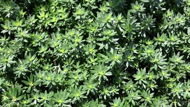 Euphorbia characias plant growing green leaves in sunny garden. Mediterranean spurge shrub foliage close up shot for natural texture and landscape design background.