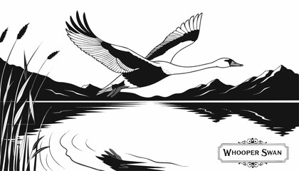 Very beautiful black-and-white engraved vector illustration featuring WHOOPER SWAN flying over a tranquil lake landscape with reeds, distant mountains, calm water reflections, intricate feather detail © williamnoah