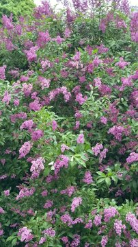 Blooming lilac bush under gentle summer rain