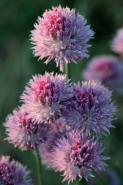 Close-up of purple chive blossoms against a green background. The evening sun is shining on the blossoms. The photo is in portrait orientation.