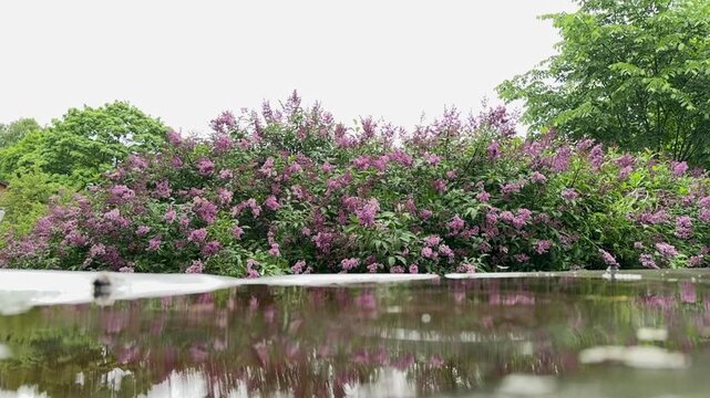 Blooming lilac and rain reflections in slow motion