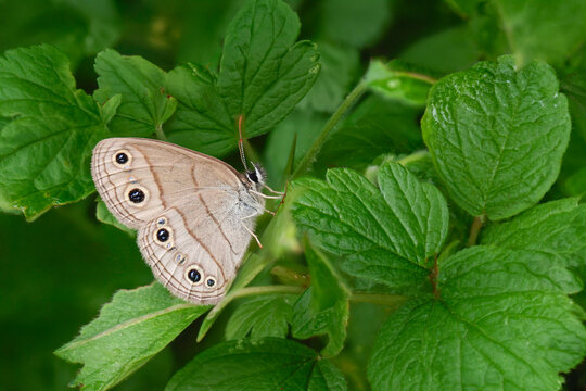 Wood Satyr Butterfly Resting Among Wild Grape Leaves