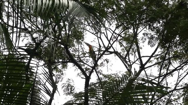 Toucans and grackles making a racket in the Atlantic Forest.
