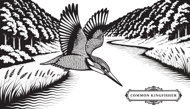 Very beautiful black-and-white engraved vector illustration featuring COMMON KINGFISHER flying above a winding river surrounded by reeds, forest edges, detailed feather textures, and a decorative spec