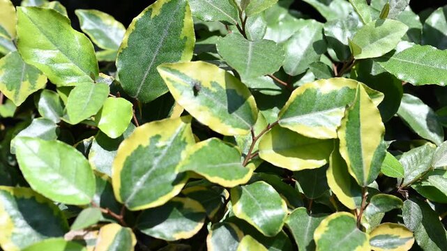 Elaeagnus pungens maculata plant with variegated green and yellow leaves in sunny garden. Variegated silverberry shrub foliage close up shot for nature and landscape design background.