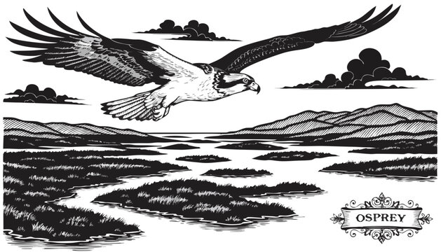 Very beautiful black-and-white engraved vector illustration featuring OSPREY soaring above a coastal estuary with winding waterways, marsh grasses, distant hills, intricate feather textures, and a dec