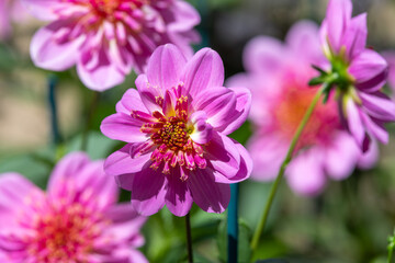 Fototapeta premium Close up of a starburst pink dahlia in bloom