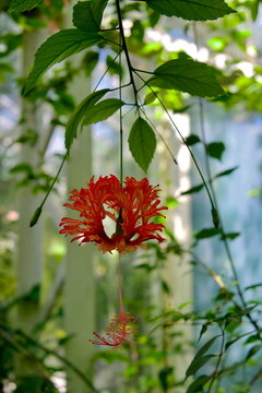 Tropical fringed hibiscus flower hanging in a bright greenhouse for exotic travel marketing
