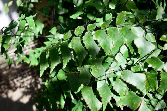 铁线蕨 Close-up of green maidenhair fern leaves under bright sunlight in a botanical garden for nature background