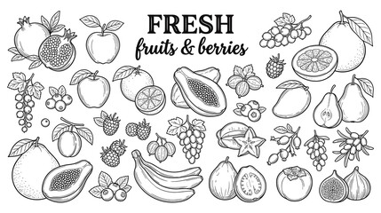 Vintage fruit and berry collection hand drawn sketches. © GW